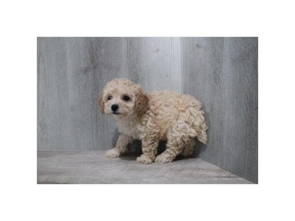 Miniature Poodle-Dog-Female-Apricot-30789-Petland Frisco, Texas