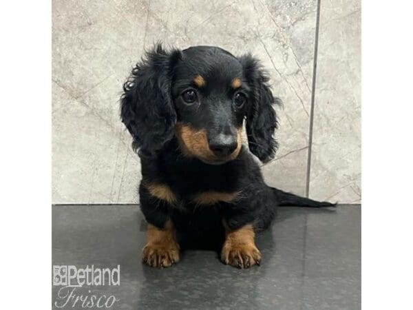 Miniature Dachshund Dog Female Black and Tan 30777 Petland Frisco, Texas