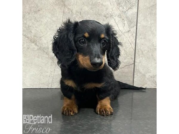 Miniature Dachshund-Dog-Female-Black and Tan-30777-Petland Frisco & Mckinney, Texas