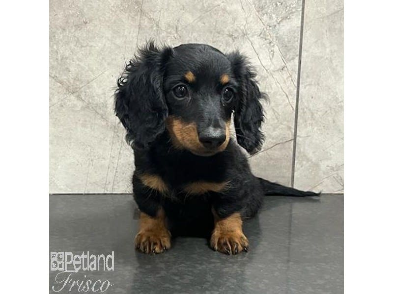 Miniature Dachshund-Dog-Female-Black and Tan-3887501-Petland Frisco, Texas