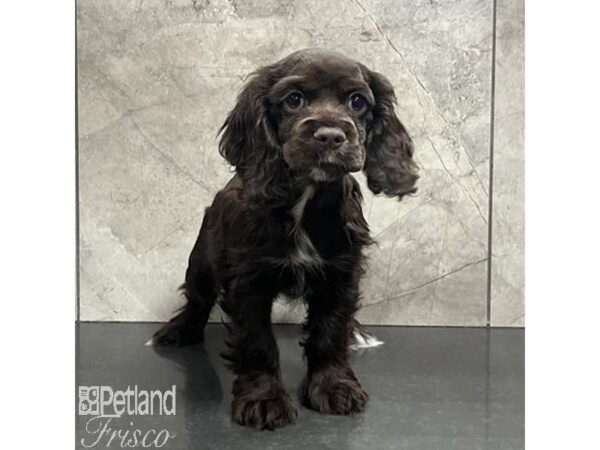 Cocker Spaniel Dog Female Brown 30776 Petland Frisco, Texas