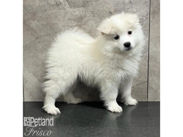 American Eskimo-Dog-Male-White-30775-Petland Frisco, Texas