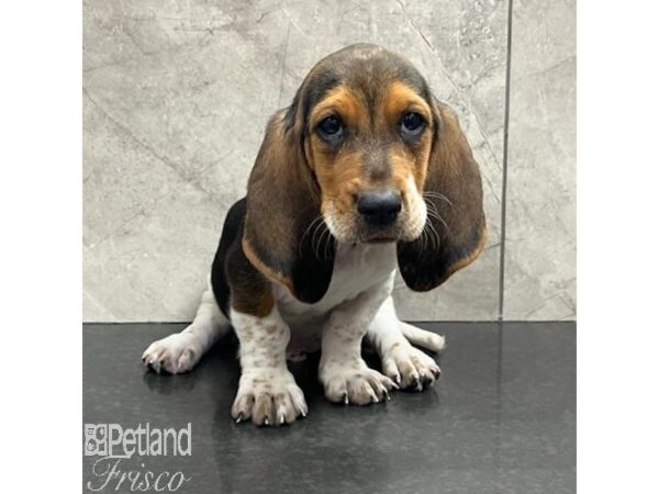 Basset Hound Dog Male Black White and Tan 30774 Petland Frisco, Texas