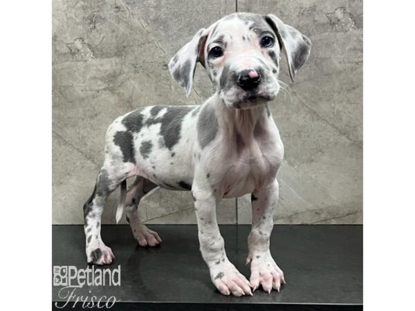 Great Dane Dog Female Merlequin 30773 Petland Frisco, Texas