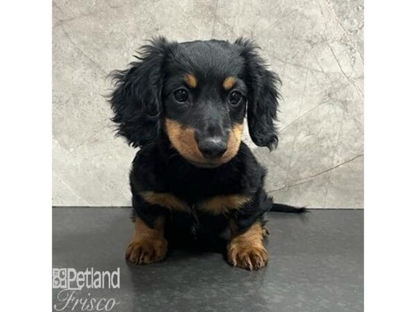 Miniature Dachshund Dog Male Black and Tan 30772 Petland Frisco, Texas