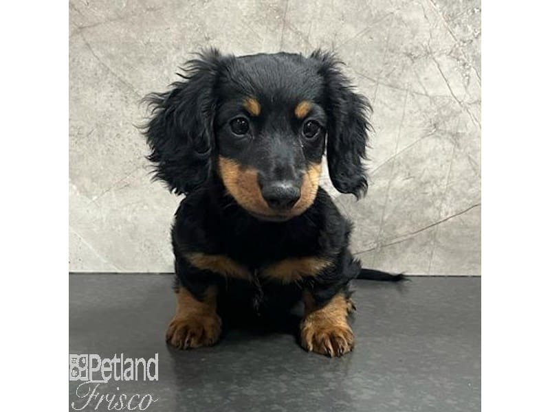 Miniature Dachshund-Dog-Male-Black and Tan-3887500-Petland Frisco, Texas