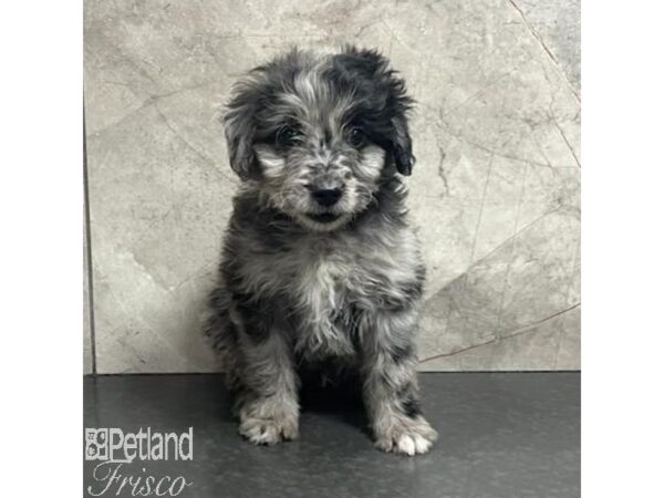 Miniature Aussiedoodle-Dog-Male-Blue Merle-30770-Petland Frisco & Mckinney, Texas