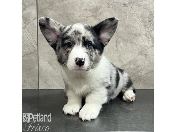 Cardigan Welsh Corgi Dog Male Blue Merle 30767 Petland Frisco, Texas