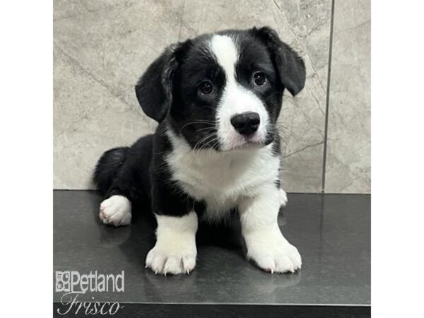 Cardigan Welsh Corgi Dog Female Black and White 30766 Petland Frisco, Texas