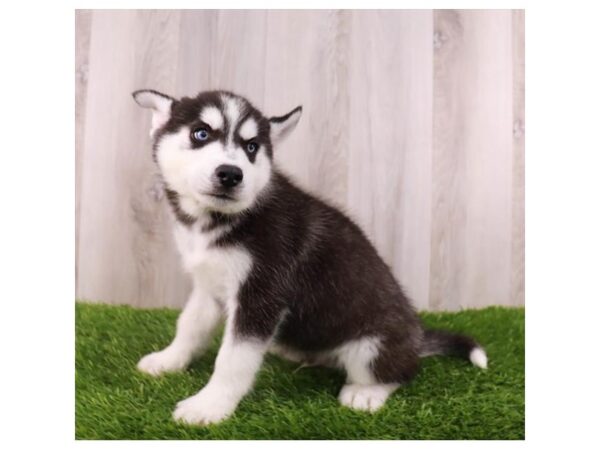 Siberian Husky Dog Male Black / White 30813 Petland Frisco, Texas