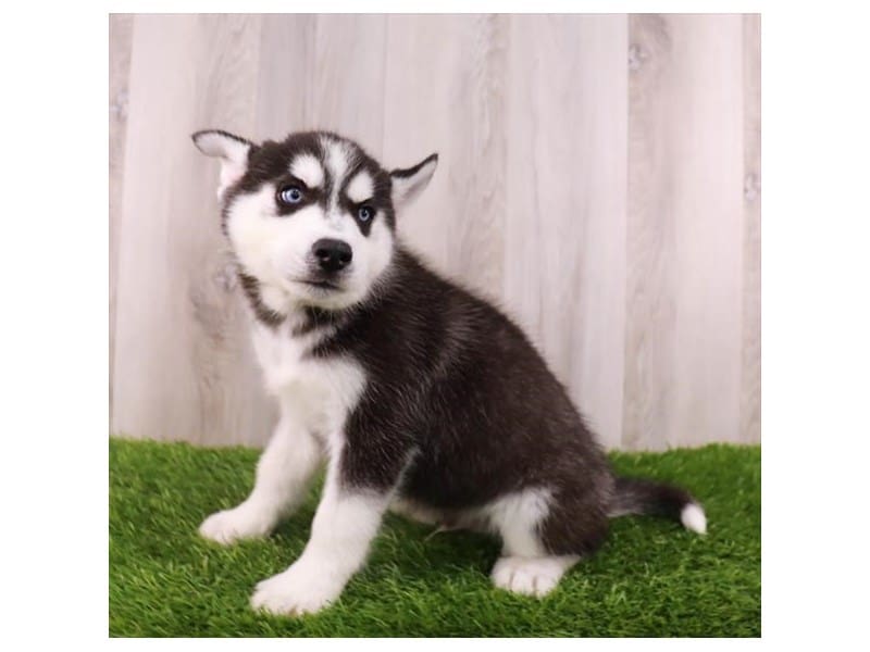 Siberian Husky-Dog-Male-Black / White-3890745-Petland Frisco, Texas