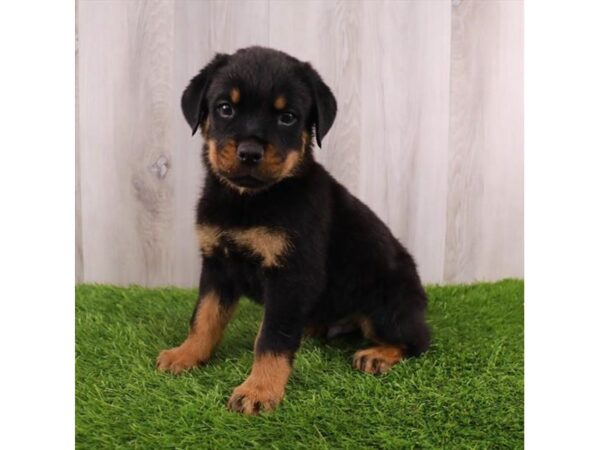 Rottweiler Dog Male Black / Rust 30820 Petland Frisco, Texas