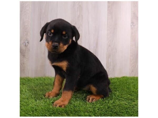 Rottweiler-Dog-Female-Black / Rust-30821-Petland Frisco, Texas