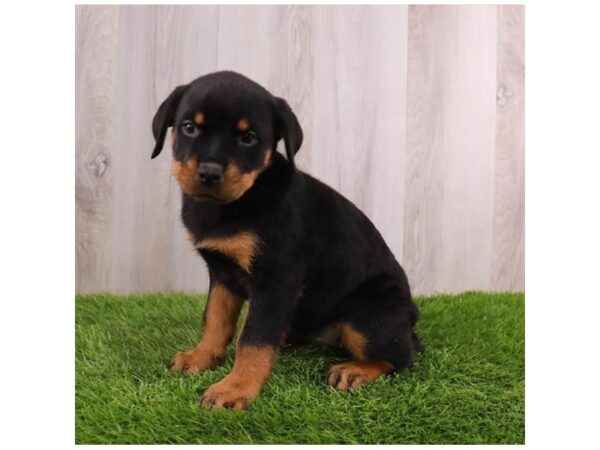 Rottweiler Dog Female Black / Rust 30821 Petland Frisco, Texas