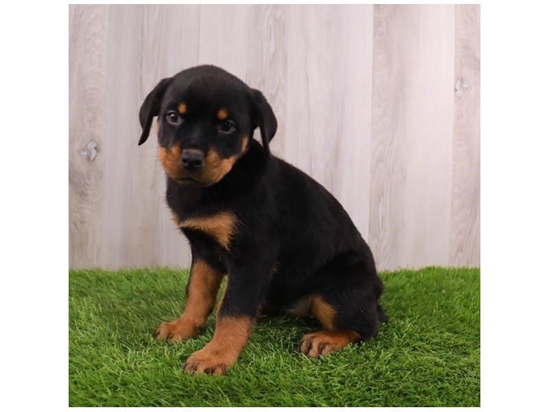 Rottweiler-Dog-Female-Black / Rust-3890861-Petland Frisco, Texas