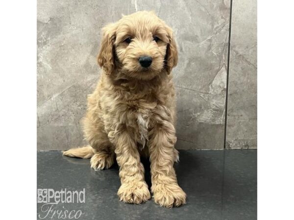 Goldendoodle Mini F1-Dog-Male-Cream-30781-Petland Frisco, Texas