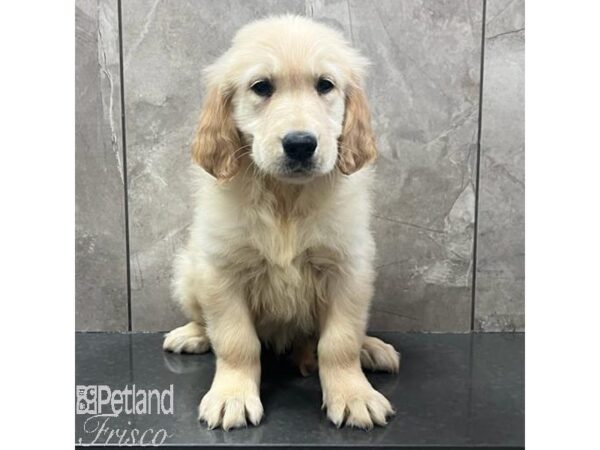 Golden Retriever Dog Male Golden 30782 Petland Frisco, Texas