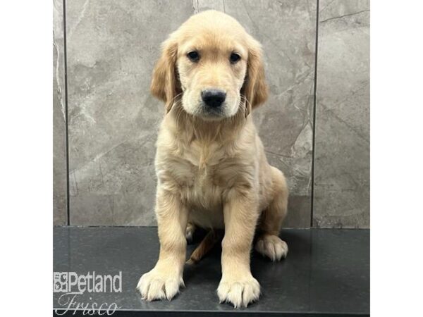 Golden Retriever Dog Male Golden 30785 Petland Frisco, Texas