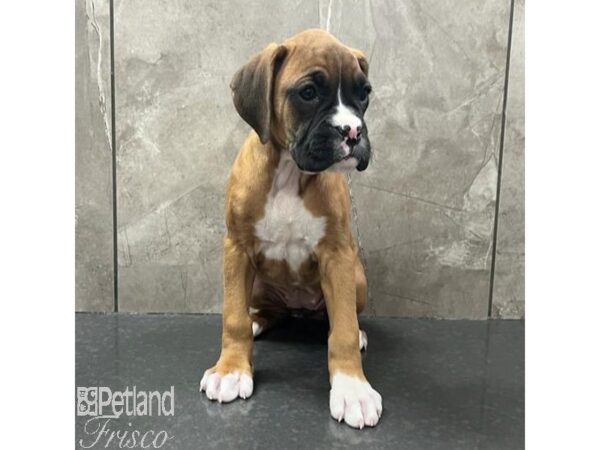 Boxer Dog Female Fawn / White 30788 Petland Frisco, Texas