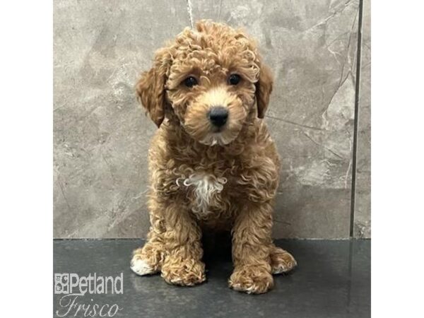 Miniature Poodle-Dog-Male-Red-30791-Petland Frisco & Mckinney, Texas
