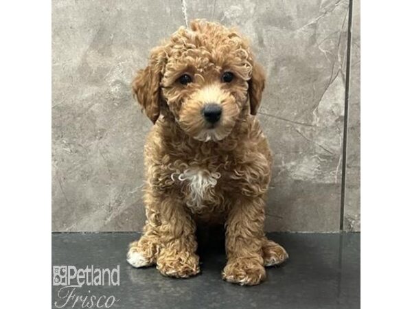 Miniature Poodle Dog Male Red 30791 Petland Frisco, Texas