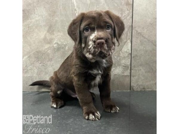 [#30793] Chocolate Merle Male Hippo Mini Puppies For Sale