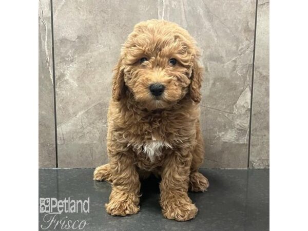 Goldendoodle Mini 2nd Gen-Dog-Female-Apricot-30794-Petland Frisco & Mckinney, Texas
