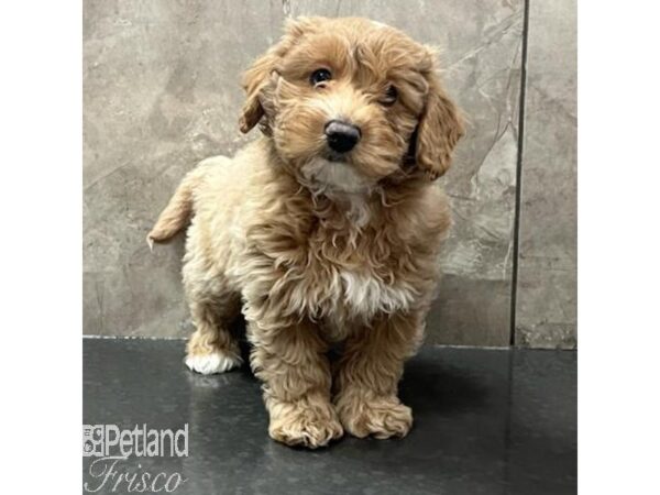 Goldendoodle Mini 2nd Gen-Dog-Female-Apricot-30795-Petland Frisco & Mckinney, Texas