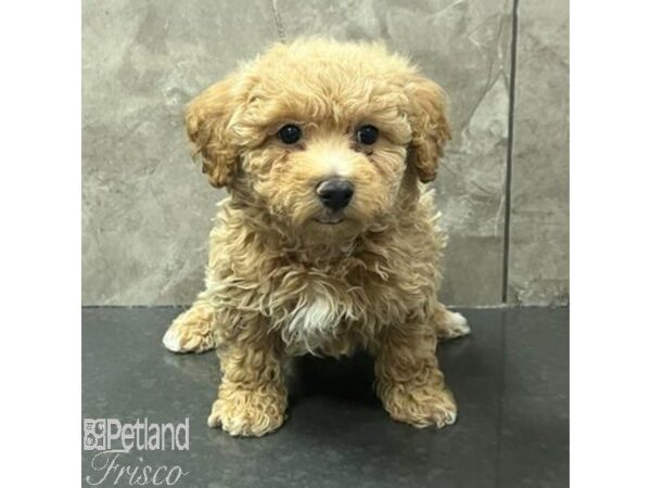 Bichonpoo Dog Male 30796 Petland Frisco, Texas