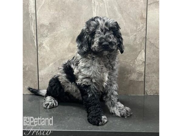 Goldendoodle Mini 2nd Gen Dog Male Blue Merle 30797 Petland Frisco, Texas