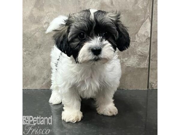 ShizaPoo Dog Female Tri-Colored 30798 Petland Frisco, Texas