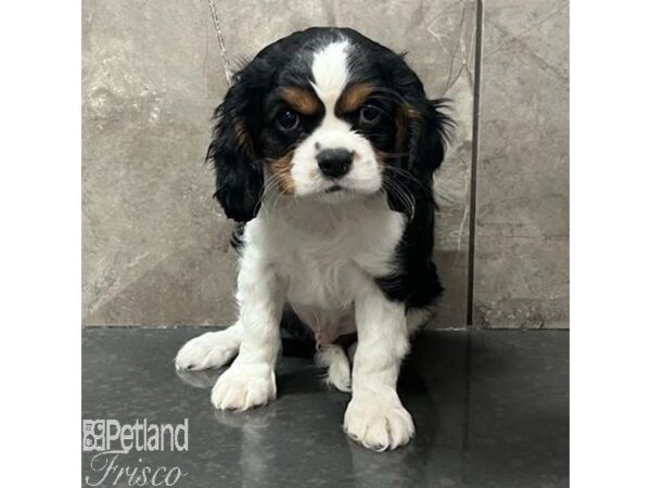 Cavalier King Charles Spaniel-Dog-Male-Tri-Colored-30799-Petland Frisco, Texas