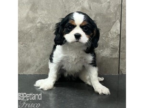 [#30800] Tri-Colored Female Cavalier King Charles Spaniel Puppies For Sale