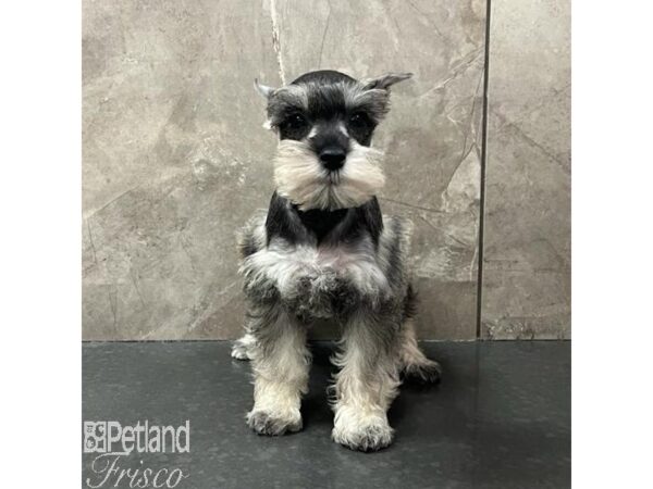 Miniature Schnauzer Dog Female Salt / Pepper 30802 Petland Frisco, Texas