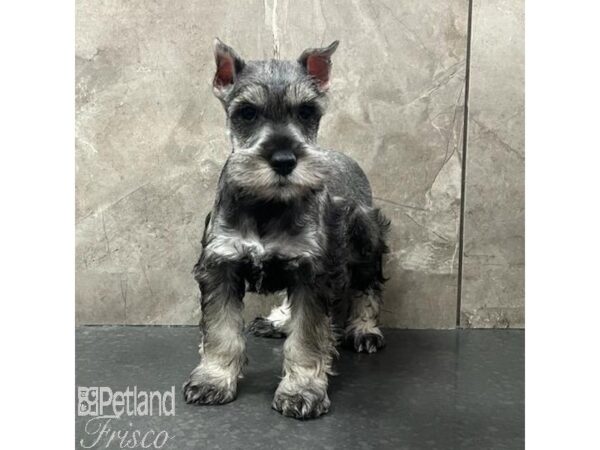 Miniature Schnauzer-Dog-Male-Salt / Pepper-30803-Petland Frisco, Texas