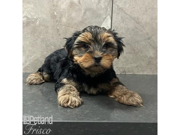 Yorkshire Terrier Dog Male Black / Tan 30805 Petland Frisco, Texas