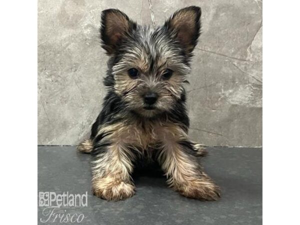 Yorkshire Terrier Dog Female Black / Tan 30806 Petland Frisco, Texas