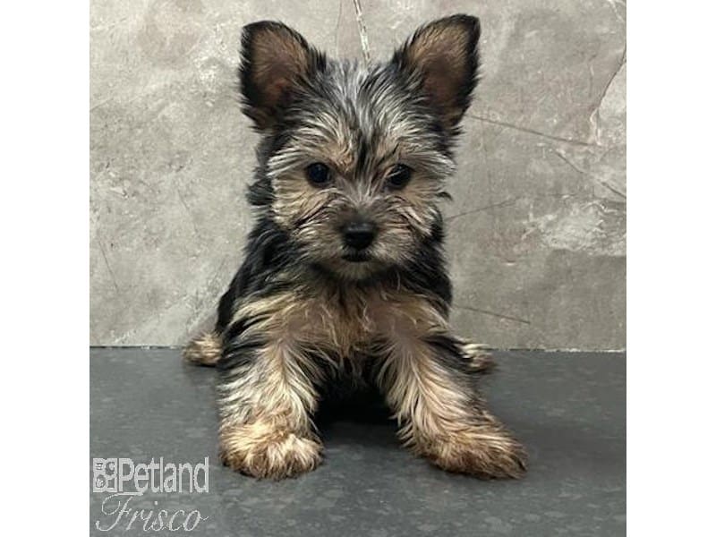 Yorkshire Terrier-Dog-Female-Black / Tan-3887754-Petland Frisco, Texas
