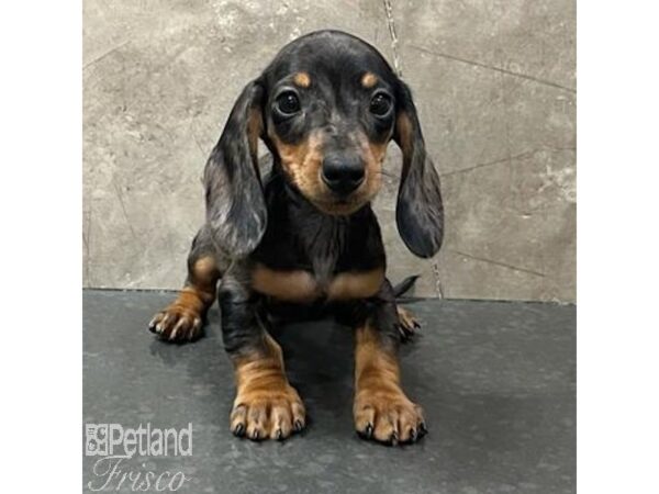 Miniature Dachshund-Dog-Male-Silver Dapple-30808-Petland Frisco & Mckinney, Texas