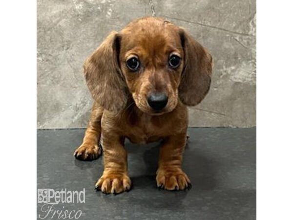 Miniature Dachshund Dog Female Red 30809 Petland Frisco, Texas