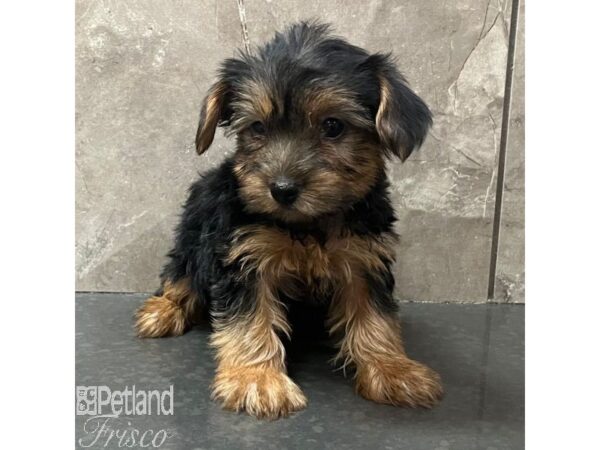 Yorkshire Terrier Dog Female Black / Tan 30810 Petland Frisco, Texas