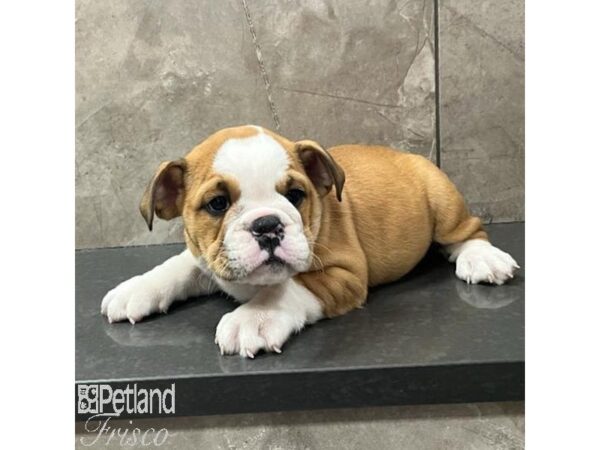 Bulldog Dog Female Red 30811 Petland Frisco, Texas