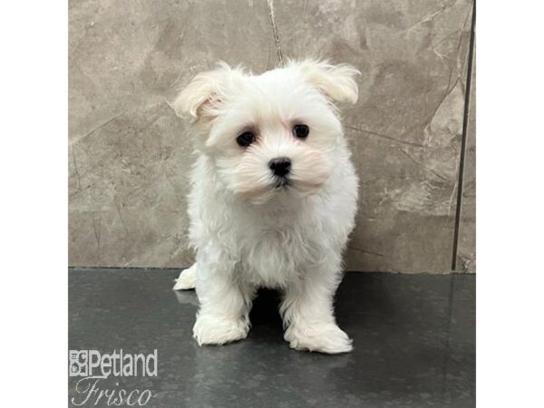 Maltese Dog Female White 30814 Petland Frisco, Texas