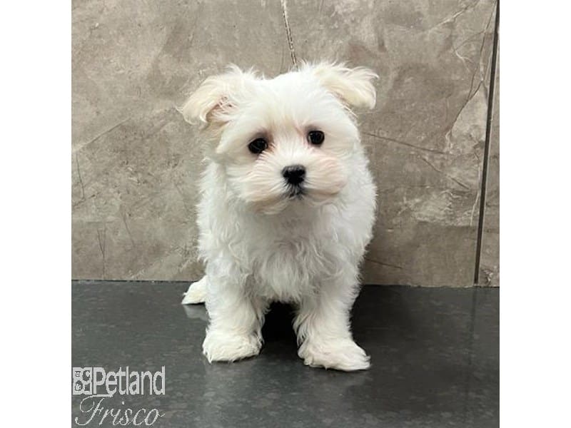 Maltese-Dog-Female-White-3890741-Petland Frisco, Texas