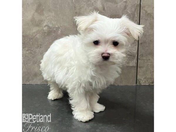 Maltese Dog Female White 30817 Petland Frisco, Texas