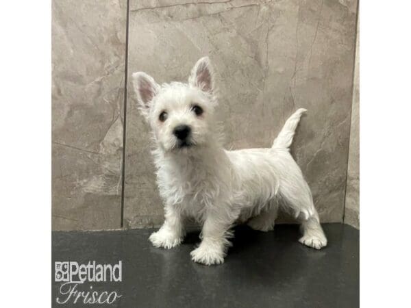 West Highland White Terrier-Dog-Male-White-30815-Petland Frisco, Texas