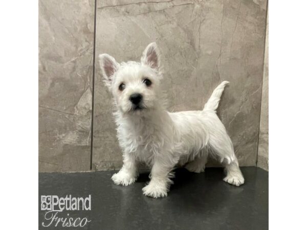 West Highland White Terrier Dog Male White 30815 Petland Frisco, Texas