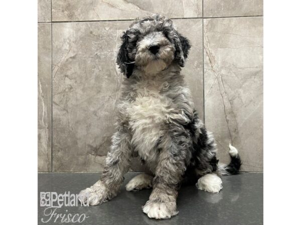 Sheepadoodle-Dog-Male-Blue Merle-30778-Petland Frisco & Mckinney, Texas