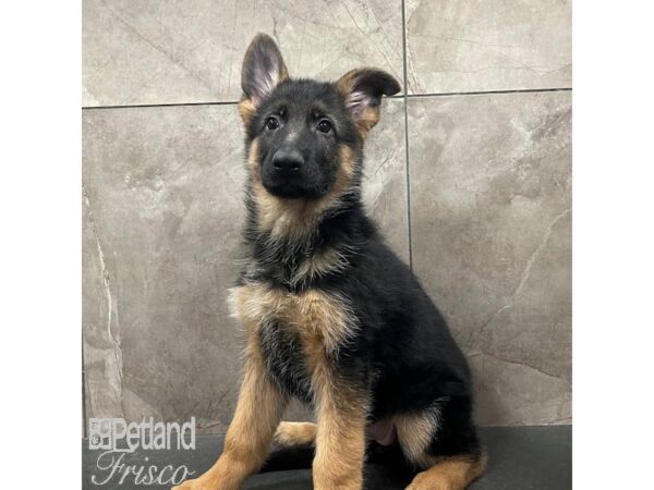 German Shepherd Dog Dog Female Black / Tan 30769 Petland Frisco, Texas