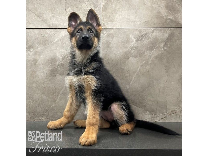 German Shepherd Dog-Dog-Female-Black / Tan-3887230-Petland Frisco, Texas